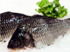 鯽魚